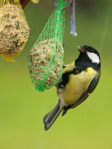 comp_DMC-GX7 - P1570469.RW2.jpg