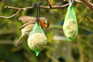 comp_DMC-GX7 - P1570499.RW2.jpg