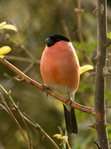 comp_DMC-GX7 - P1600754.RW2.jpg