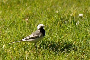 comp_DMC-GX7 - P1600888.RW2.jpg