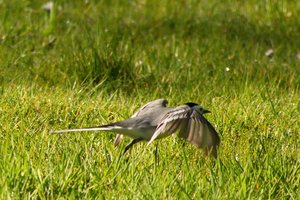 comp_DMC-GX7 - P1600894.RW2.jpg