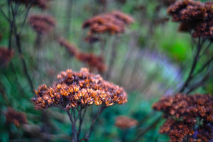 IMG_5025.jpg IMG_5025.jpg