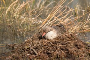 comp_IMG_9559.jpg comp_IMG_9559.jpg