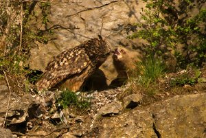 comp_DMC-GX7 - P1610303.RW2.jpg comp_DMC-GX7 - P1610303.RW2.jpg