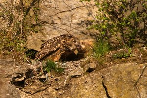 comp_DMC-GX7 - P1610355.RW2.jpg comp_DMC-GX7 - P1610355.RW2.jpg