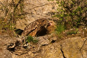 comp_DMC-GX7 - P1610378.RW2.jpg comp_DMC-GX7 - P1610378.RW2.jpg