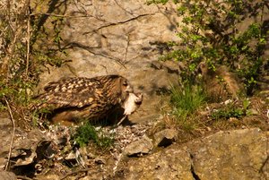 comp_DMC-GX7 - P1610637.RW2.jpg comp_DMC-GX7 - P1610637.RW2.jpg