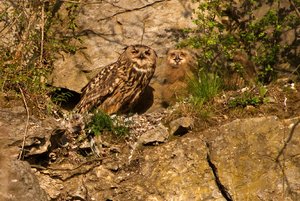 comp_DMC-GX7 - P1610611.RW2.jpg comp_DMC-GX7 - P1610611.RW2.jpg