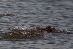 comp_DMC-GX7 - P1610066.RW2.jpg