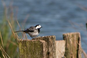 comp_DMC-GX7 - P1610115.RW2.jpg