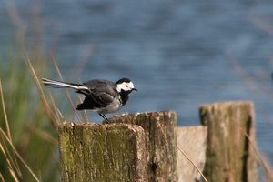 comp_DMC-GX7 - P1610116.RW2.jpg comp_DMC-GX7 - P1610116.RW2.jpg