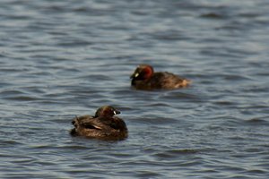 comp_DMC-GX7 - P1610056.RW2.jpg