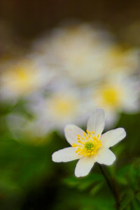 2015_04_11_SD9_PentaconAV80mm_Rasdorf_Buschwindroeschen_0445_VarA_DT01_600x900pix.jpg 2015_04_11_SD9_PentaconAV80mm_Rasdorf_Buschwindroeschen_0445_VarA_DT01_600x900pix.jpg