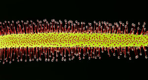 01-frech bearbeitet.jpg