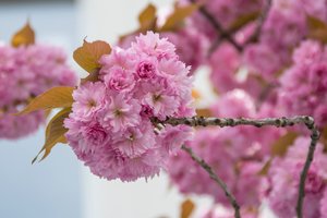 comp_Kirschblüte 19. April 2015.jpg