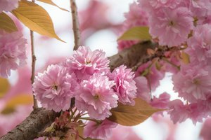 comp_Kirschblüte 19. April 2015-2.jpg