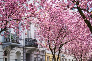 comp_Kirschblüte 19. April 2015-4.jpg