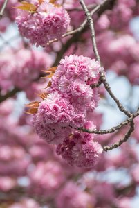 comp_Kirschblüte 19. April 2015-3.jpg