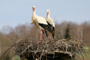 storch2.jpg