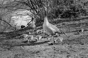 19-04-2015_R8_15.jpg 19-04-2015_R8_15.jpg