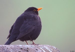 500k_IMG_4358-2.jpg 500k_IMG_4358-2.jpg