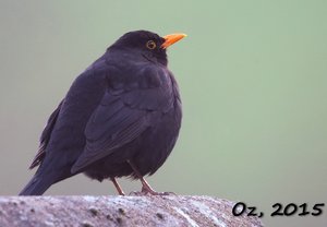 500k_IMG_4358-1.jpg 500k_IMG_4358-1.jpg