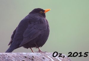 500k_IMG_4358.jpg 500k_IMG_4358.jpg