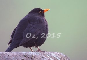 500k_IMG_4358w.jpg 500k_IMG_4358w.jpg