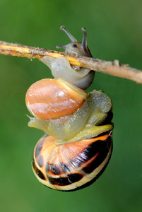 SchneckeIMG_3302.jpg