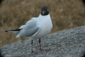 Lachmöwe.jpg Lachmöwe.jpg