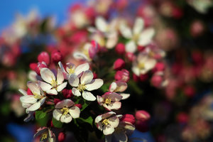 2015_04_26_SD9_Pancolar80mm_Bln_Apfelblueten_0341_Farbe_VarC_DT01_1350x900pix.jpg 2015_04_26_SD9_Pancolar80mm_Bln_Apfelblueten_0341_Farbe_VarC_DT01_1350x900pix.jpg