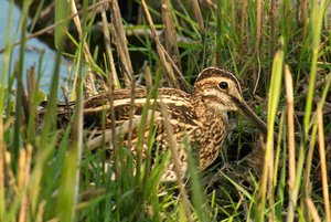 comp_DMC-GX7 - P1630086 (2).RW2.jpg