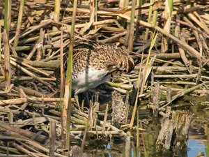 comp_DMC-GX7 - P1620997 (2).RW2.jpg