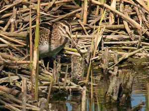 comp_DMC-GX7 - P1620993 (2).RW2.jpg