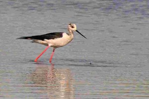 comp_DMC-GX7 - P1620980 (2).RW2.jpg