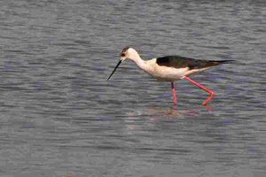 comp_DMC-GX7 - P1630106.RW2.jpg