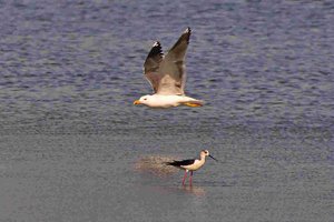 comp_DMC-GX7 - P1630229.RW2.jpg comp_DMC-GX7 - P1630229.RW2.jpg