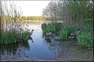Heidesee  - 1.jpg