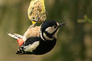 comp_DMC-GX7 - P1570019.RW2.jpg