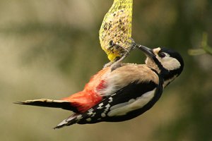 comp_DMC-GX7 - P1570008.RW2.jpg