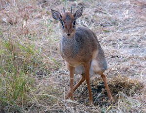 Dik-1-490.jpg