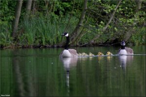 Kanadagänseküken - 2.jpg Kanadagänseküken - 2.jpg