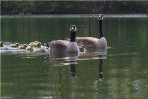 Kanadagänseküken - 6.jpg Kanadagänseküken - 6.jpg