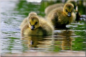 Kanadagänseküken - 7.jpg Kanadagänseküken - 7.jpg