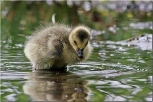 Kanadagänseküken - 14.jpg Kanadagänseküken - 14.jpg