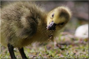 Kanadagänseküken - 17.jpg Kanadagänseküken - 17.jpg