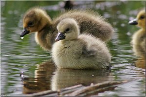 Kanadagänseküken - 22.jpg Kanadagänseküken - 22.jpg