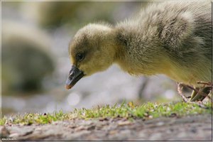 Kanadagänseküken - 23.jpg Kanadagänseküken - 23.jpg