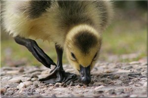 Kanadagänseküken - 24.jpg Kanadagänseküken - 24.jpg