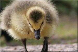 Kanadagänseküken - 25.jpg Kanadagänseküken - 25.jpg